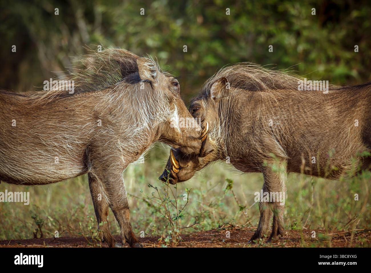Due ritratti di warthog comuni che combattono faccia a faccia nel parco nazionale di Greater Kruger, Sudafrica; Specie Phacochoerus africanus famiglia dei Suidae Foto Stock