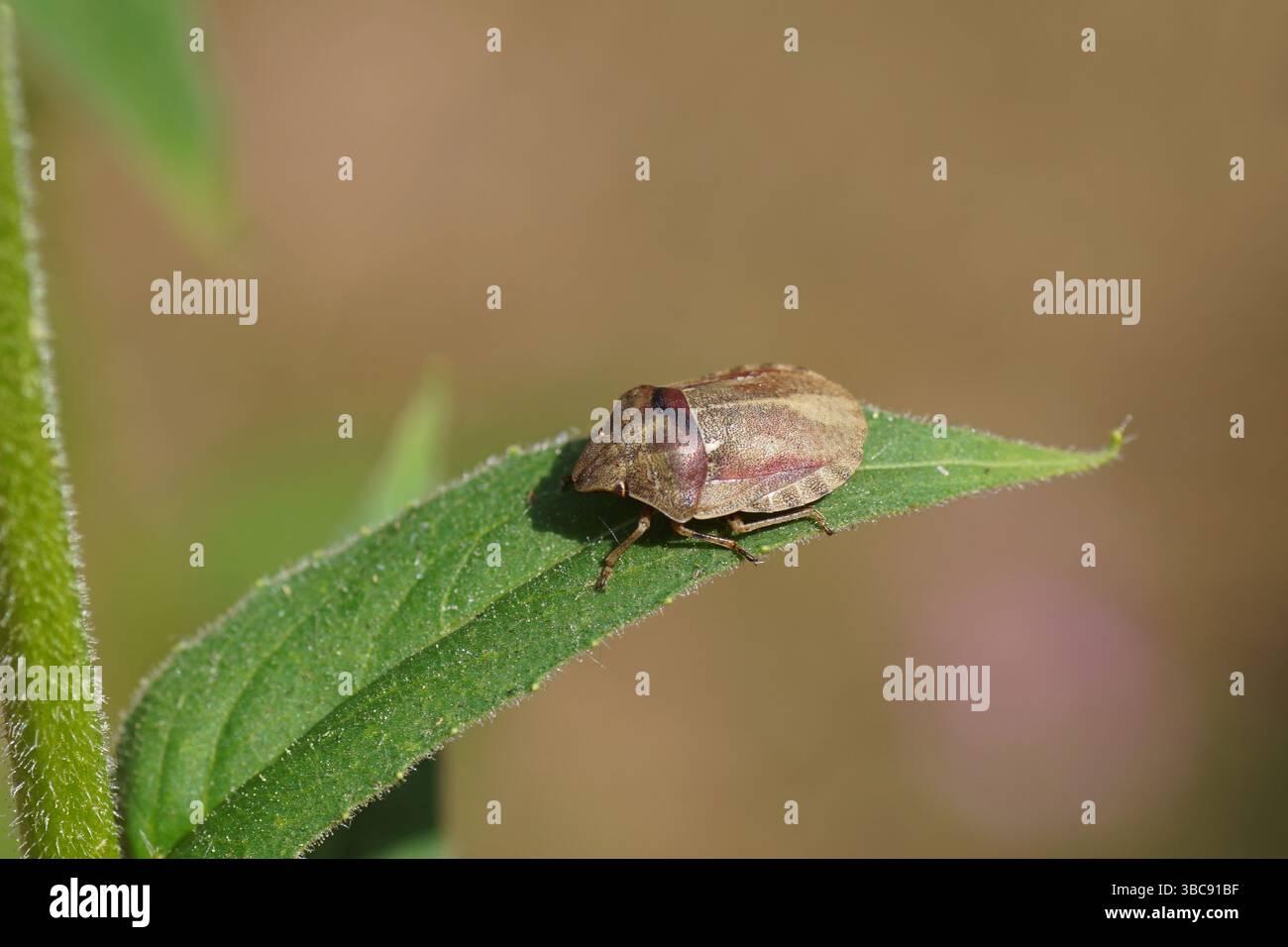 Tartaruga Bug, Eurygaster testudinaria. Insetti di gioiello di famiglia (Scutelleridae). Su una foglia del razzo di dame (Hesperis matronalis). Primavera, maggio, Paesi Bassi Foto Stock