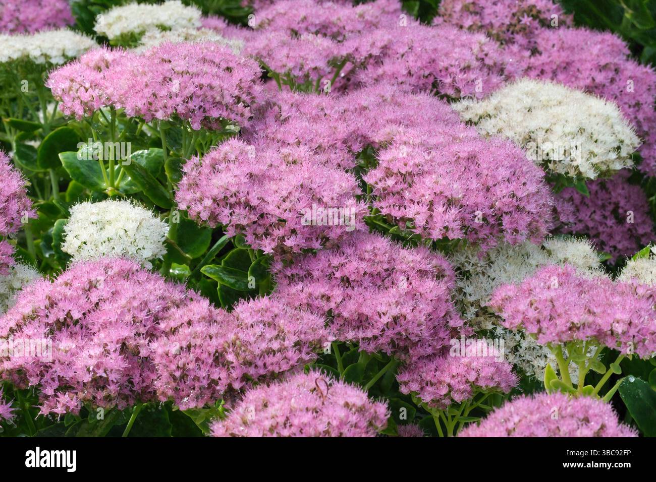 Sedum spectabile Brilliant, Stonecrop Brilliant, Sedum stardust. Ammassi piatti di fiori rosa e bianchi a forma di stella all'inizio dell'autunno Foto Stock
