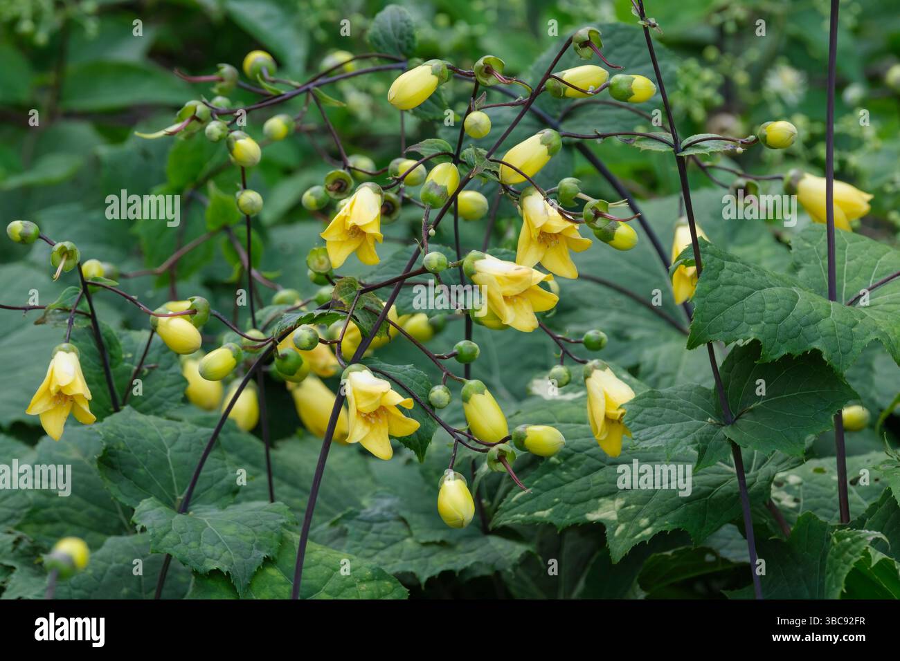 Kirengeshoma palmata, campane di cera gialle, foglie palmatamente lobate, steli di marrone scuro, fiori gialli a forma di campana Foto Stock