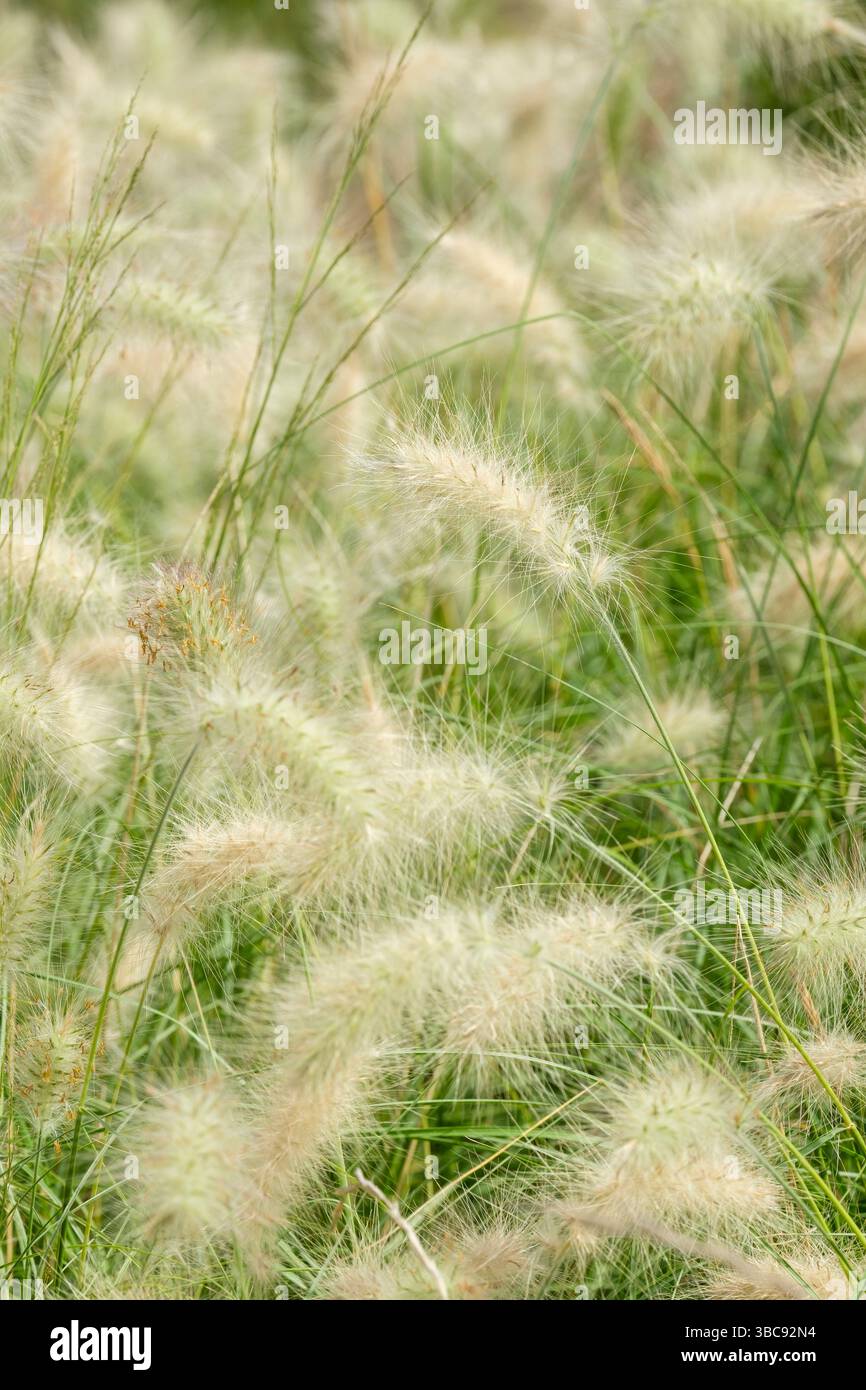 Pennisetum villosum, piuma, erba fontana, cilindrica, piuma, panicle verde biancastro, inizio autunno Foto Stock