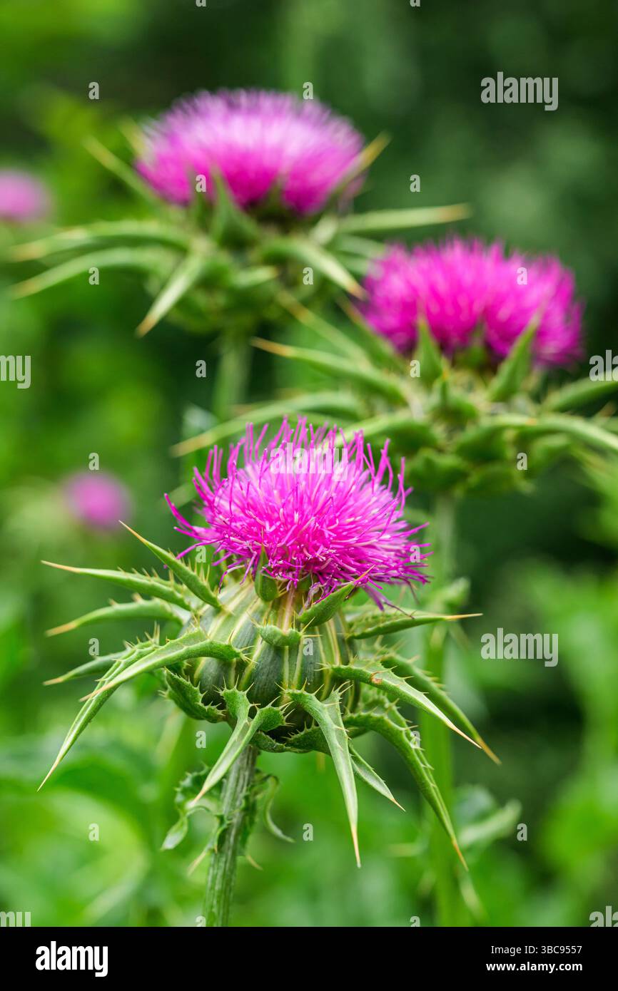 Testa di fiori di cardo mariano, primo piano. Cardo di Santa Maria in fiore viola (Silybum marianum) o pianta incolta di Cardus marianus. Focu selettiva Foto Stock