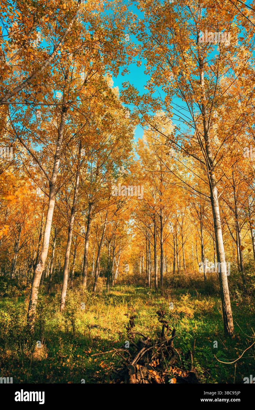 Ripresa verticale di alti alberi di pioppo nella foresta in autunno, messa a fuoco selettiva Foto Stock