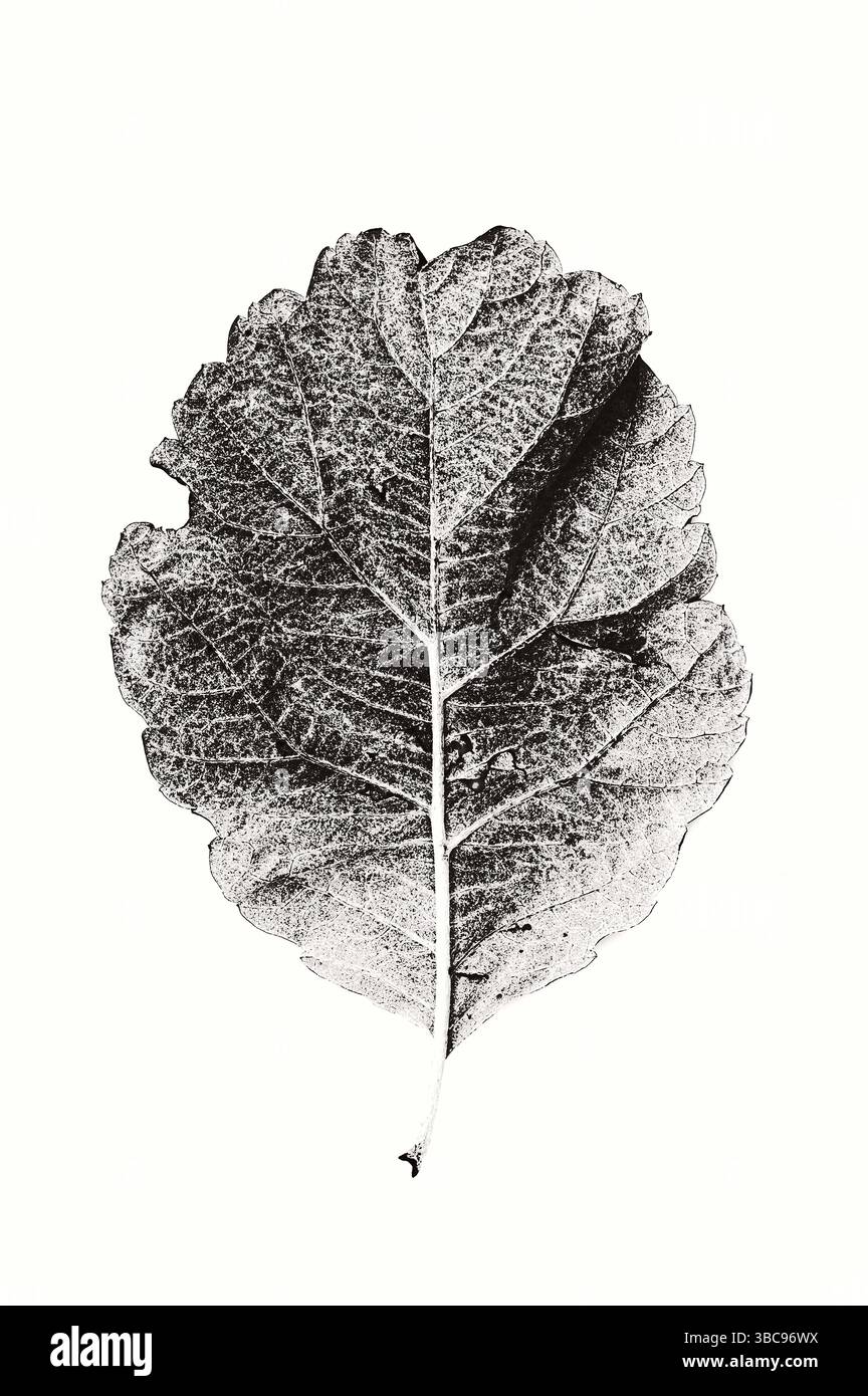Immagine grafica monocromatica di una singola foglia di un albero a fascio bianco svedese su sfondo chiaro Foto Stock