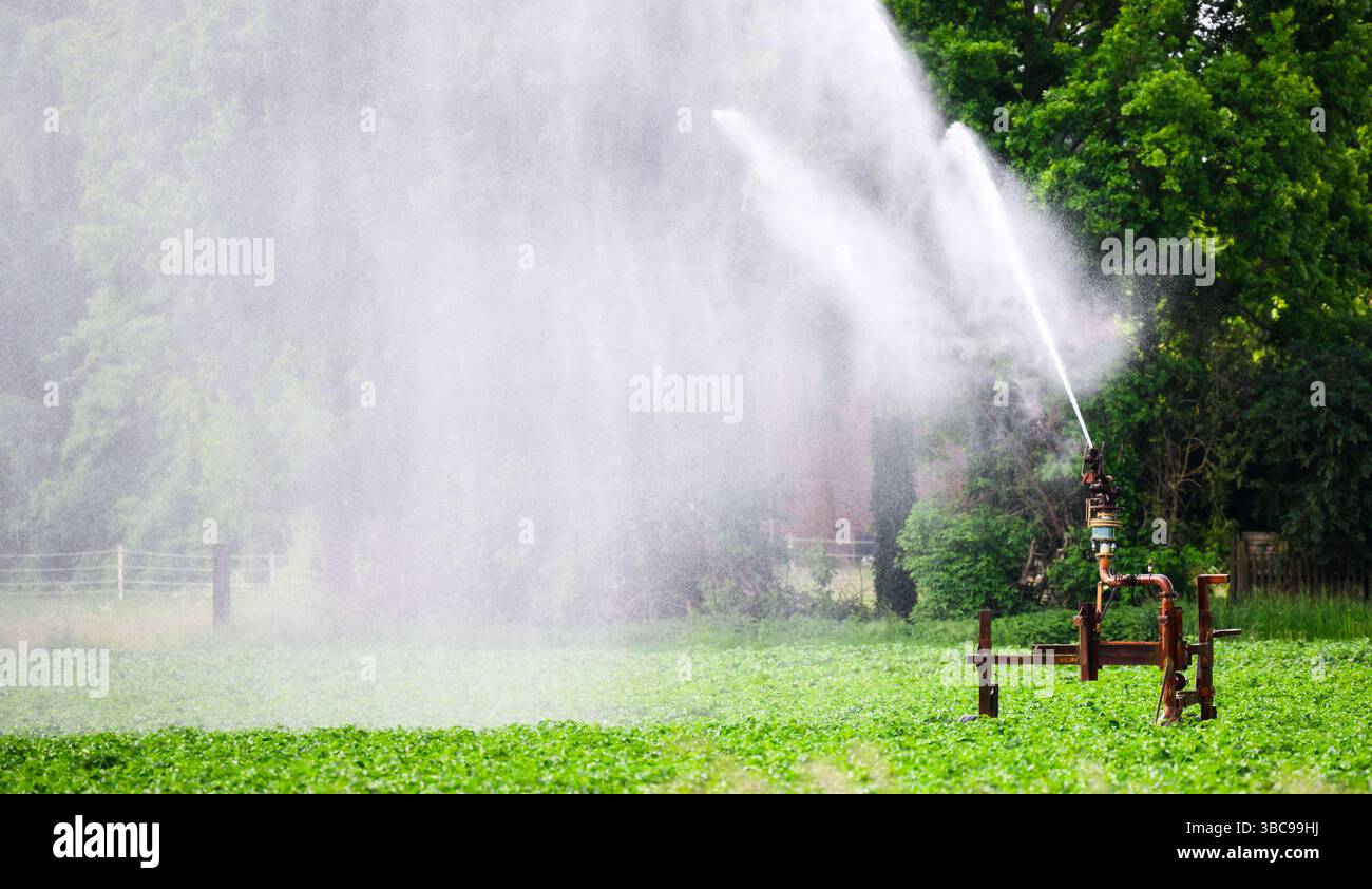 19 maggio 2025, bassa Sassonia, Schwüblingsen: Un irrigatore d'acqua irriga un campo di patate nella regione di Hannover. La persistente siccità e secchezza nella Germania settentrionale sta causando problemi agli agricoltori. Foto: Julian Stratenschulte/dpa Foto Stock