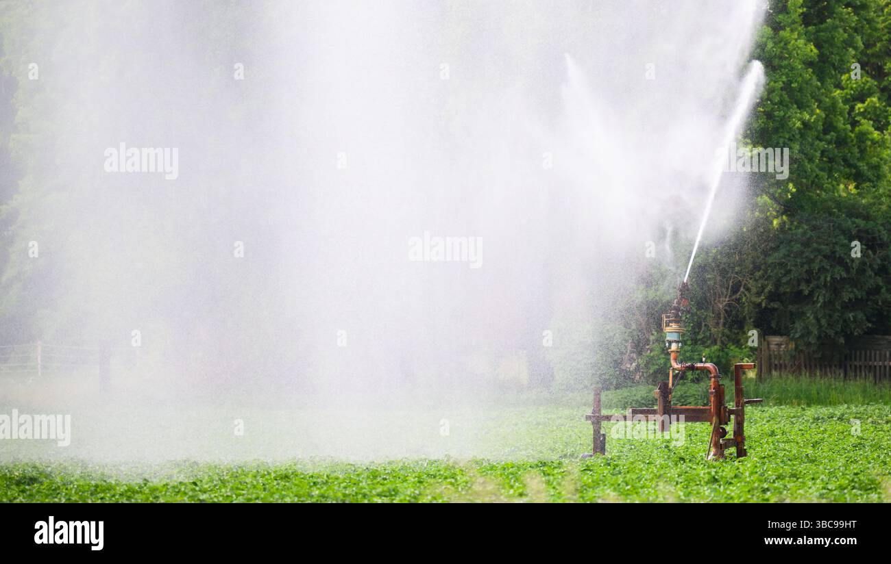 19 maggio 2025, bassa Sassonia, Schwüblingsen: Un irrigatore d'acqua irriga un campo di patate nella regione di Hannover. La persistente siccità e secchezza nella Germania settentrionale sta causando problemi agli agricoltori. Foto: Julian Stratenschulte/dpa Foto Stock