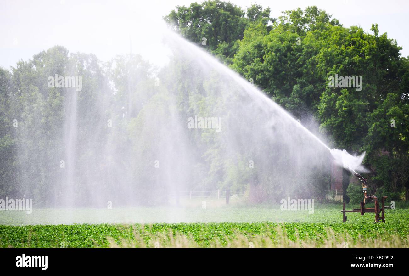 19 maggio 2025, bassa Sassonia, Schwüblingsen: Un irrigatore d'acqua irriga un campo di patate nella regione di Hannover. La persistente siccità e secchezza nella Germania settentrionale sta causando problemi agli agricoltori. Foto: Julian Stratenschulte/dpa Foto Stock