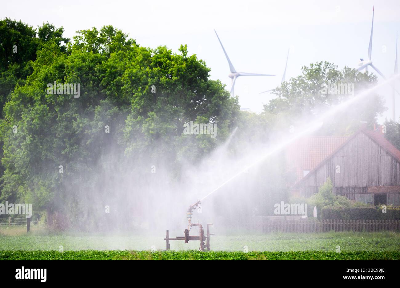 19 maggio 2025, bassa Sassonia, Schwüblingsen: Un irrigatore d'acqua irriga un campo di patate nella regione di Hannover. La persistente siccità e secchezza nella Germania settentrionale sta causando problemi agli agricoltori. Foto: Julian Stratenschulte/dpa Foto Stock