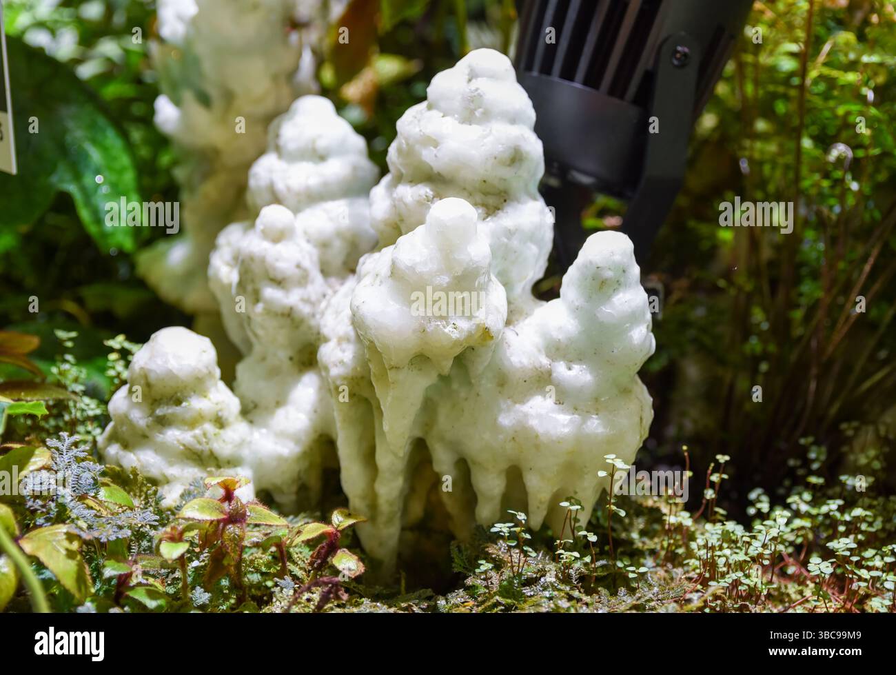 Stalagmite in aragonite fluorescente con formazioni bianche ramificate, che si illumina delicatamente sotto la luce UV in un ambiente naturale di grotta. Foto Stock