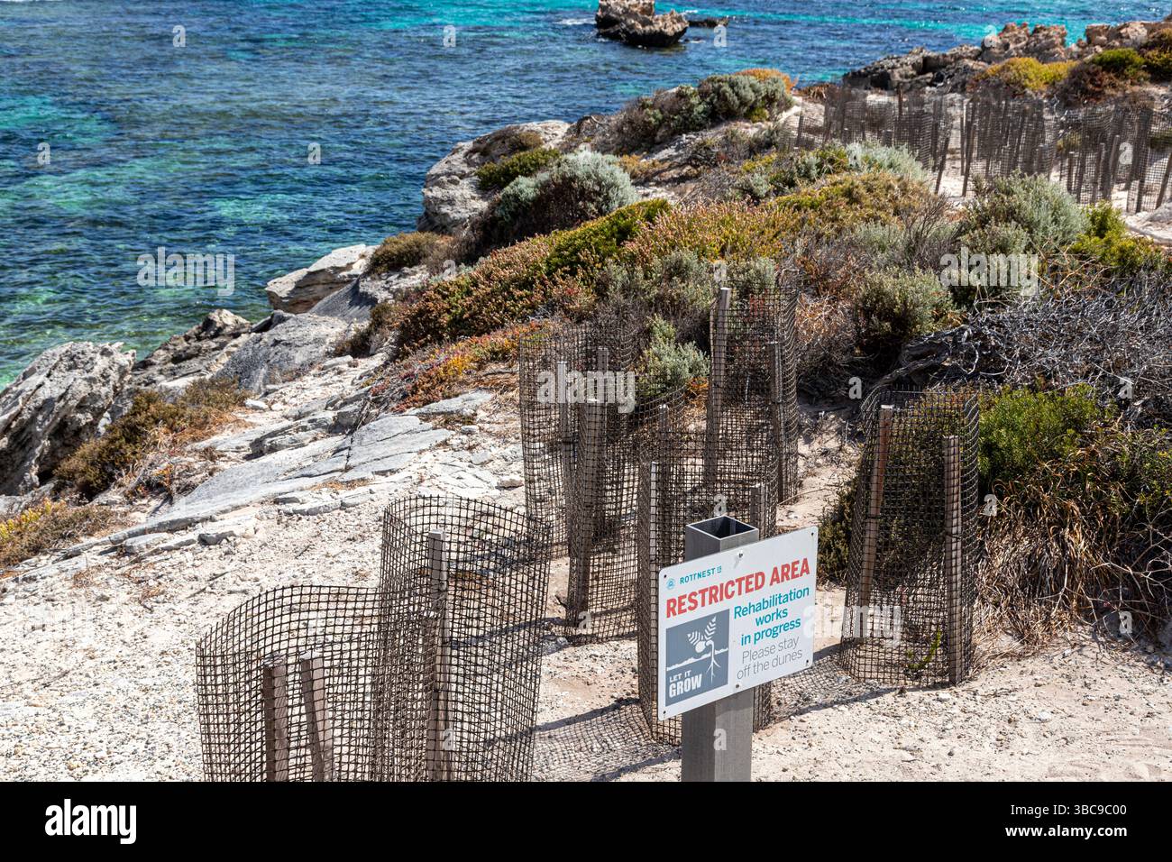 Area riservata per rigenerare la macchia che cresce sulla scogliera che si affaccia sul mare a Jeannies Lookout sull'isola di Rottnest, (Wadjemup) Western Australia, Washington Foto Stock