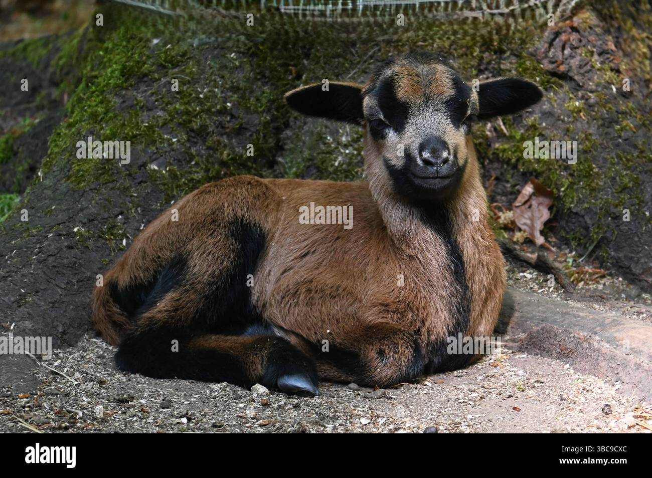 Landkreis Schwandorf, Wildpark Höllohe nahe Teublitz - a Bayern. Foto: Schaf bzw Kamerunschaf. DAS Kamerunschaf stammt ursprünglich aus dem Westafrikanischen Zwergschaf oder Djallonke ab und ist eine anerkannte Haarschafrasse in Europa. SIE gehört zu der Rassengruppe der Landschaftsrassen. Es handelt sich um ein kleinrahmiges, anspruchsloses, widerstandsfähiges Landschaf **** distretto di Schwandorf, parco faunistico di Höllohe vicino a Teublitz in Baviera Photo Sheep o pecore del Camerun la pecora del Camerun proviene originariamente dalla pecora nana dell'Africa occidentale o Djallonke ed è una razza di pecora capello riconosciuta in Foto Stock