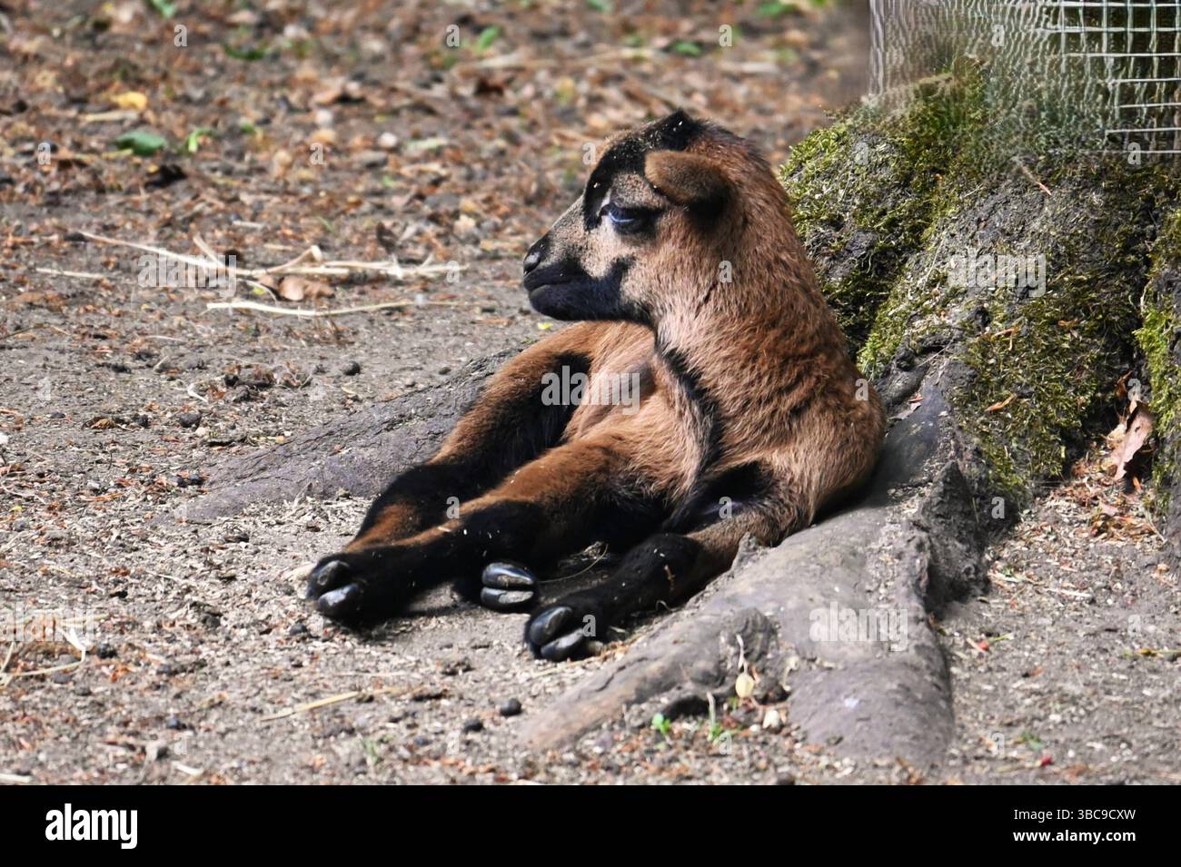 Landkreis Schwandorf, Wildpark Höllohe nahe Teublitz - a Bayern. Foto: Schaf bzw Kamerunschaf. DAS Kamerunschaf stammt ursprünglich aus dem Westafrikanischen Zwergschaf oder Djallonke ab und ist eine anerkannte Haarschafrasse in Europa. SIE gehört zu der Rassengruppe der Landschaftsrassen. Es handelt sich um ein kleinrahmiges, anspruchsloses, widerstandsfähiges Landschaf **** distretto di Schwandorf, parco faunistico di Höllohe vicino a Teublitz in Baviera Photo Sheep o pecore del Camerun la pecora del Camerun proviene originariamente dalla pecora nana dell'Africa occidentale o Djallonke ed è una razza di pecora capello riconosciuta in Foto Stock