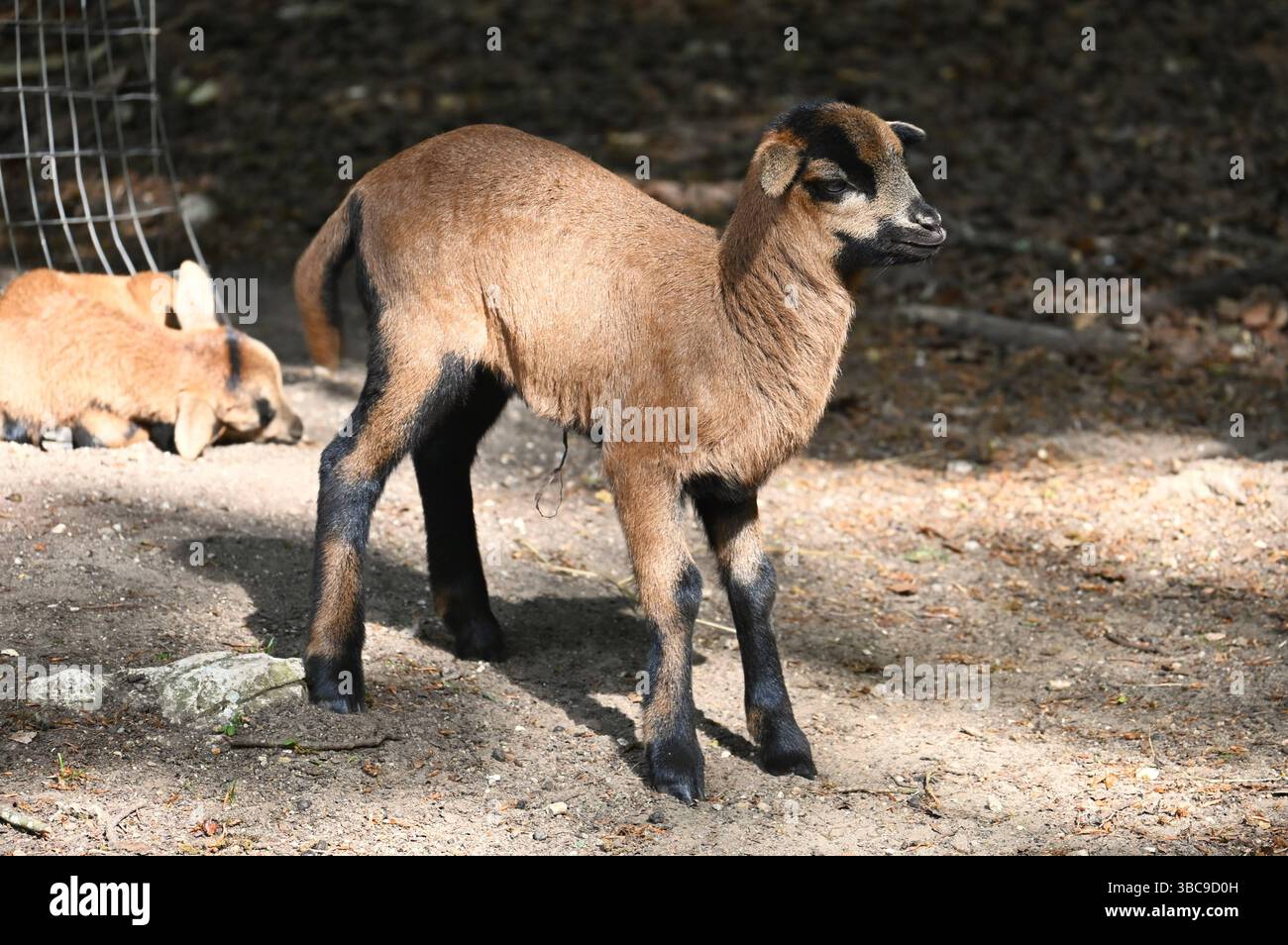 Landkreis Schwandorf, Wildpark Höllohe nahe Teublitz - a Bayern. Foto: Schaf bzw Kamerunschaf. DAS Kamerunschaf stammt ursprünglich aus dem Westafrikanischen Zwergschaf oder Djallonke ab und ist eine anerkannte Haarschafrasse in Europa. SIE gehört zu der Rassengruppe der Landschaftsrassen. Es handelt sich um ein kleinrahmiges, anspruchsloses, widerstandsfähiges Landschaf **** distretto di Schwandorf, parco faunistico di Höllohe vicino a Teublitz in Baviera Photo Sheep o pecore del Camerun la pecora del Camerun proviene originariamente dalla pecora nana dell'Africa occidentale o Djallonke ed è una razza di pecora capello riconosciuta in Foto Stock