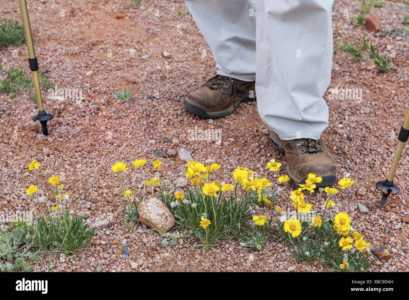 Piedi per escursionisti, pali da trekking e fiori selvatici gialli nel deserto, Colorado Foto Stock