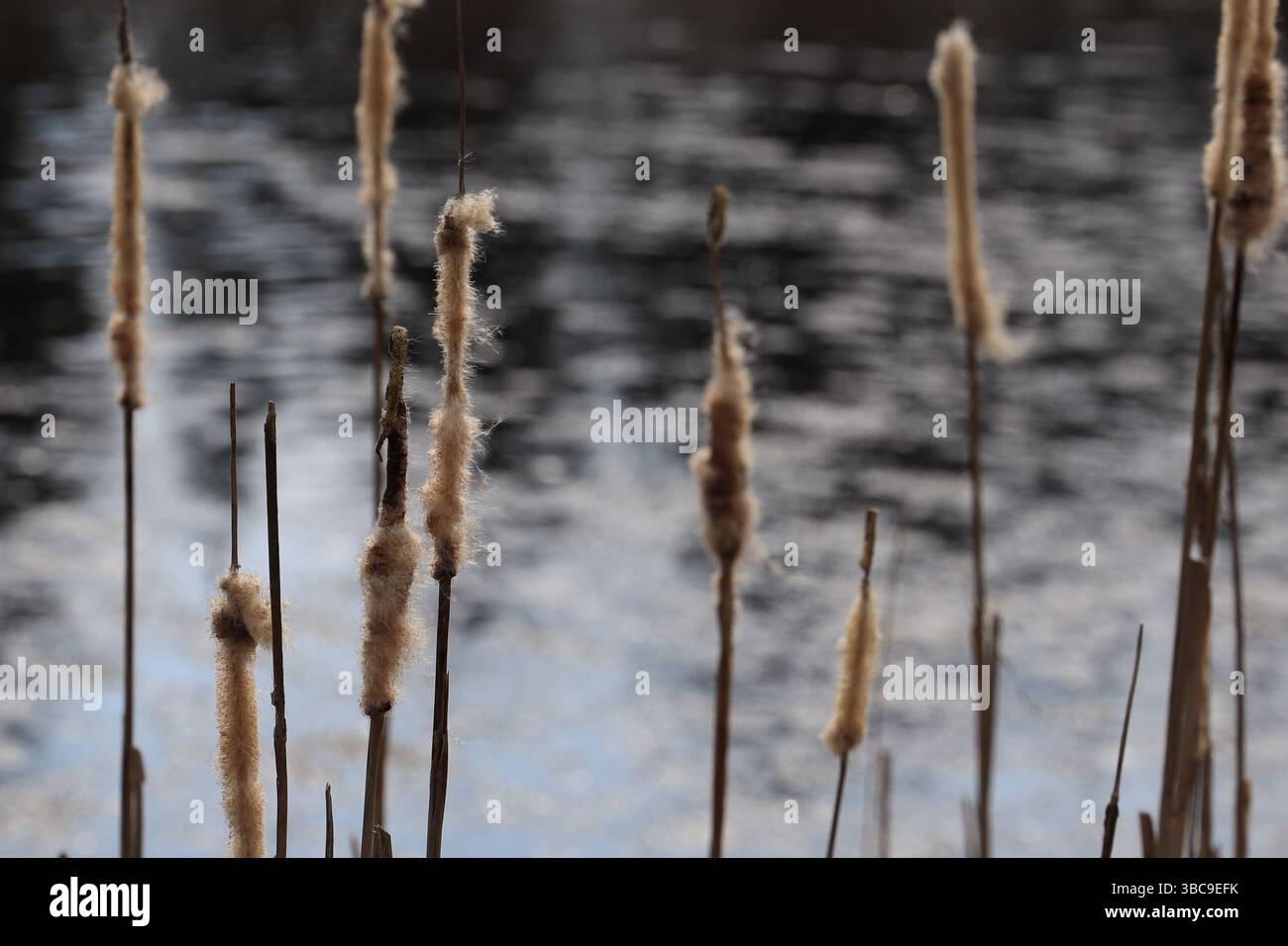 Steli di coda morbidi e sbriciolati durante il periodo di impollinazione in primavera Foto Stock