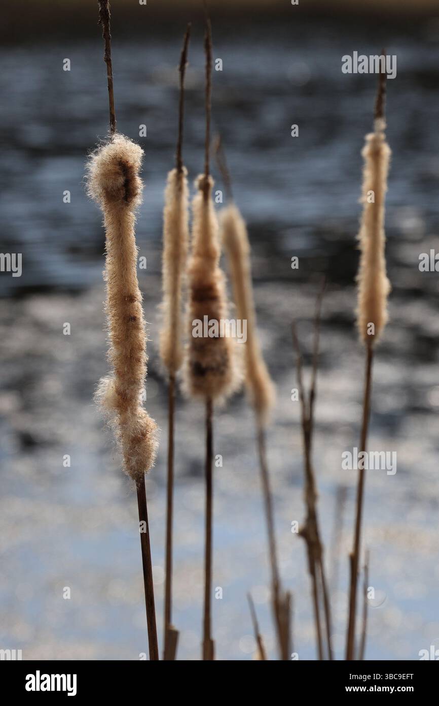 Steli di canne di colore marrone chiaro asciutto con piani a forma di freccia orientati verticalmente in primo piano Foto Stock