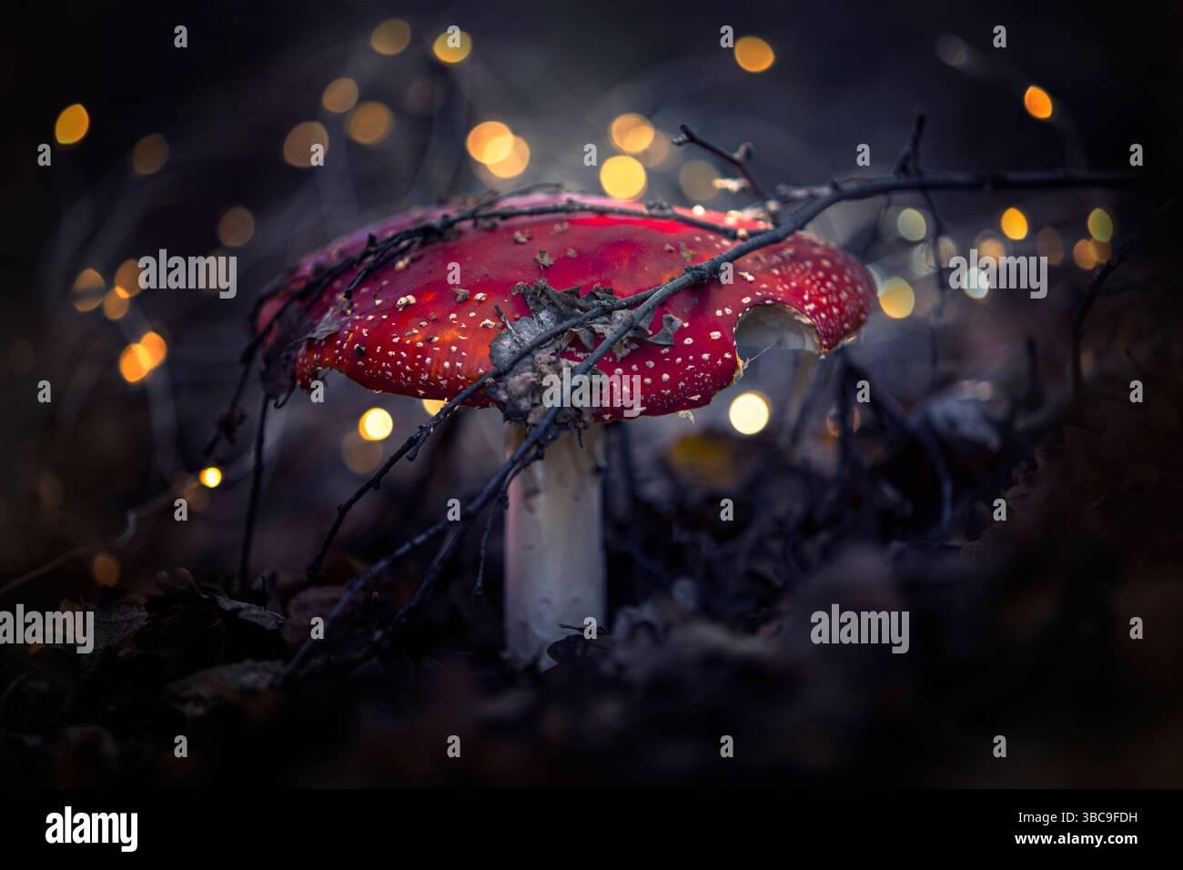 Funghi fiabeschi con bokeh Foto Stock