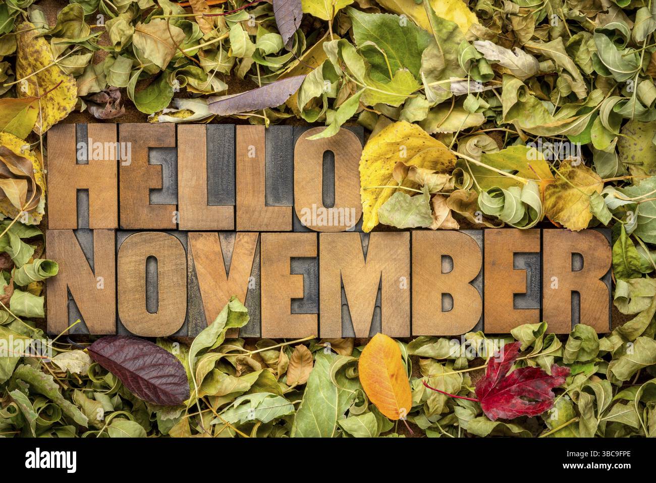 Ciao novembre greeting card - word abstract in rilievografia legno blocchi tipo contro le foglie secche, coni, beeries e mele di granchio Foto Stock