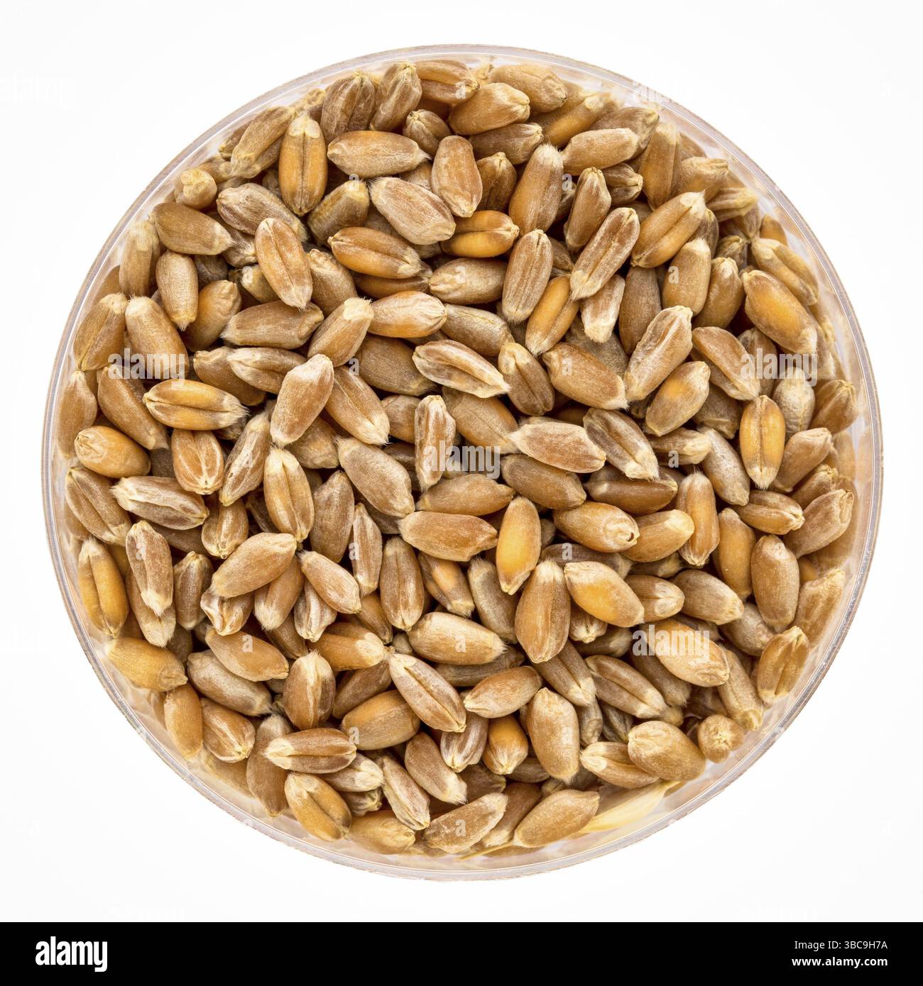 Semi di germogliamento organici di grano duro in una piastra di Petri isolata su bianco Foto Stock