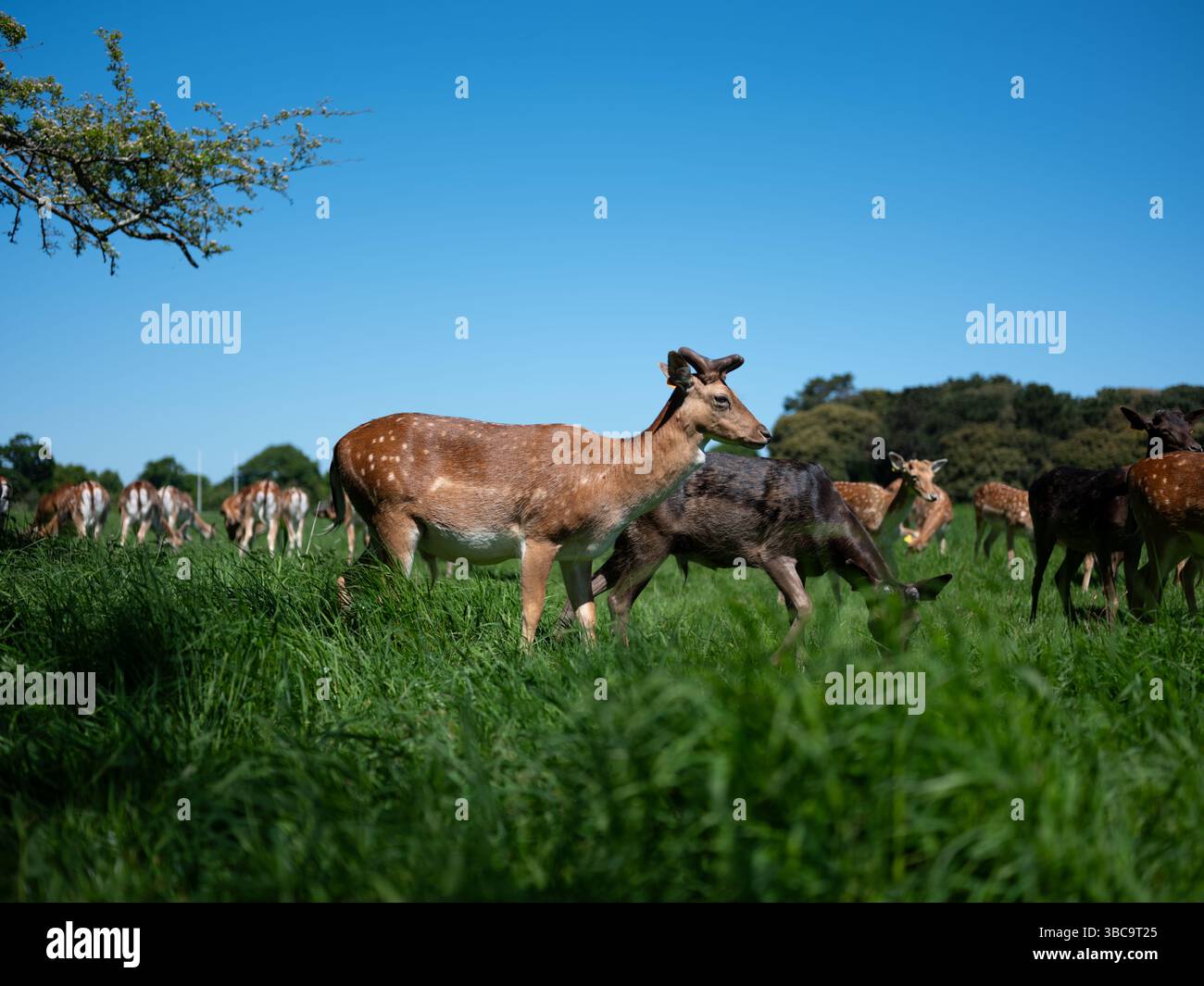 Il cervo selvatico che vagano liberamente nel Phoenix Park nella città di Dublino, Irlanda. Foto Stock