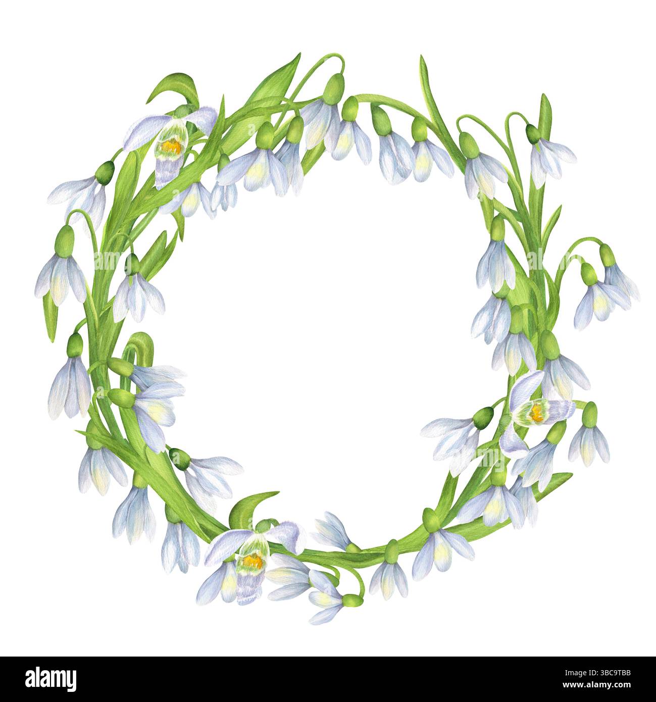 Corona floreale di gocce di neve bianche fiori e foglie verdi. Elegante corona primaverile. Cornice circolare di fiori. Molla a molla. Acquerello i disegnato a mano Foto Stock