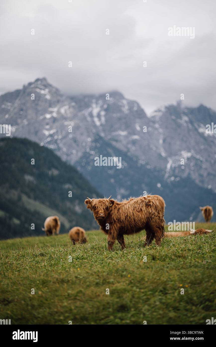 Bestiame delle Highlands che pascolano su prati alpini con montagne innevate alle spalle Foto Stock