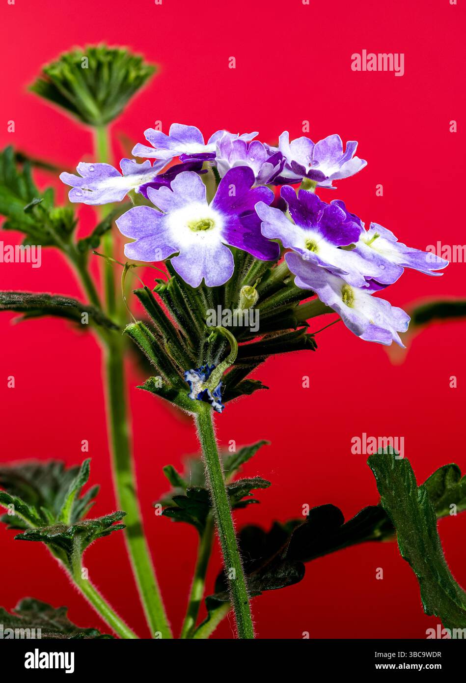 Vibrant Purple Verbena Flowers on Red Foto Stock