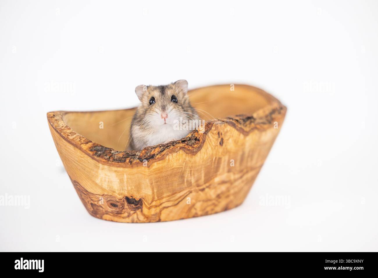 piccolo criceto in una ciotola di legno Foto Stock