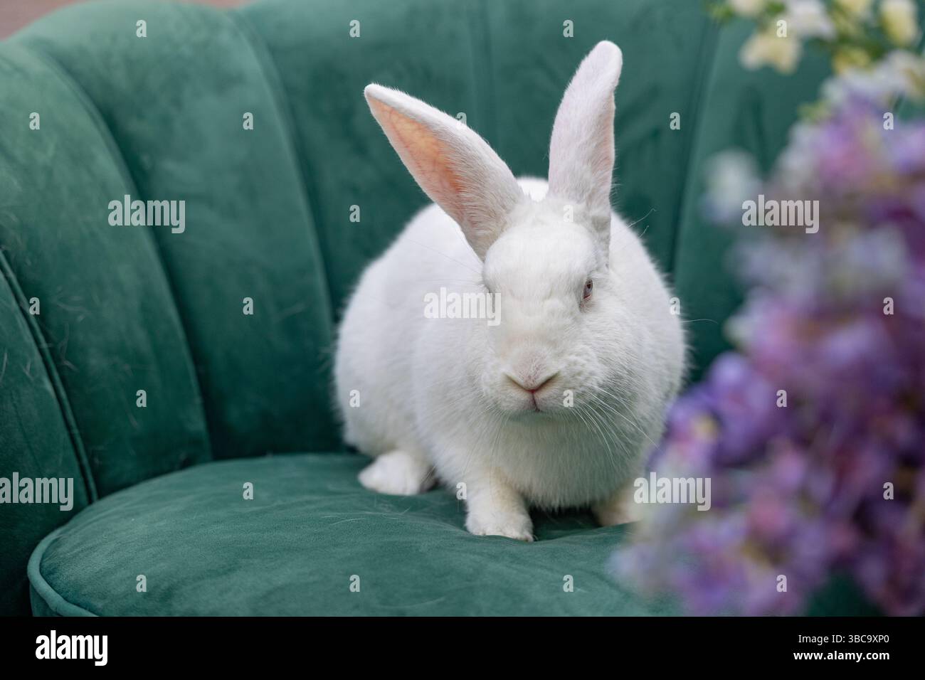 un coniglietto in una sedia verde Foto Stock