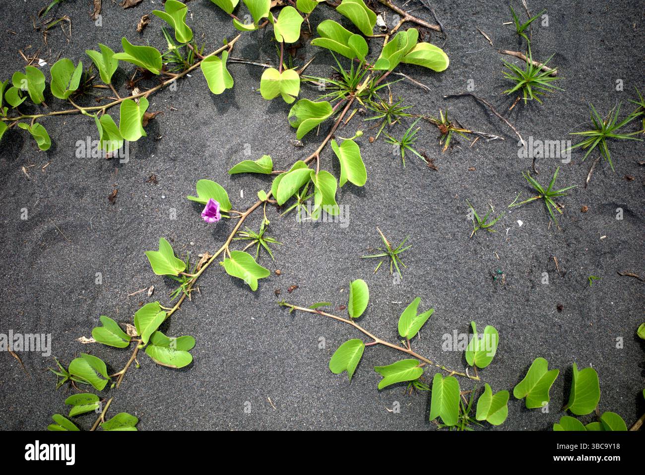 Fiori di gloria mattutina, foglie di zenzero o Ipomoea asarifolia su una spiaggia tropicale sabbiosa, a Congot Beach, Kulon Progo, Indonesia. Foto Stock
