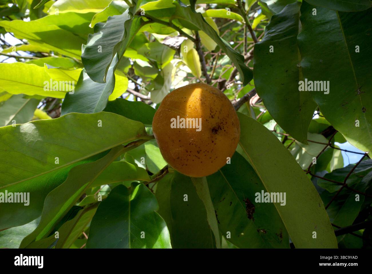 Primo piano di frutti di BIsbul, Diospyros blancoi, noto come mela di velluto, cachi di velluto, kamagong o albero di mabolo. Foto Stock