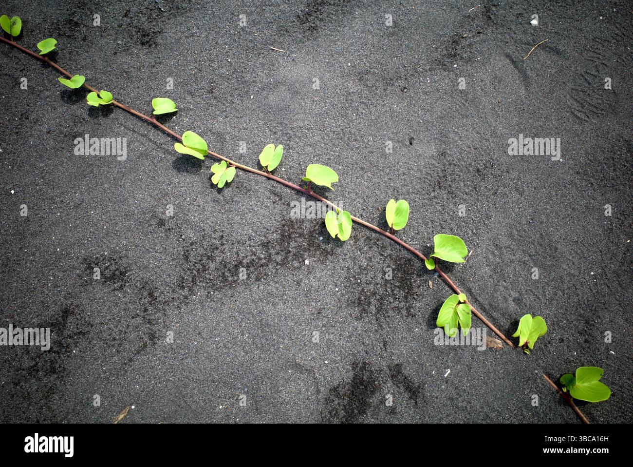 Fiori di gloria mattutina, foglie di zenzero o Ipomoea asarifolia su una spiaggia tropicale sabbiosa, a Congot Beach, Kulon Progo, Indonesia. Foto Stock