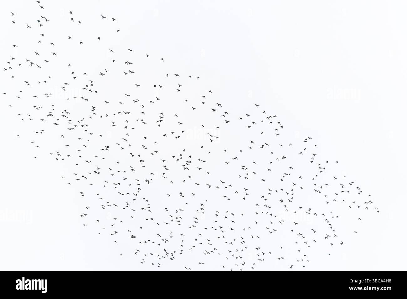 Comuni Starlings Sturnus vulgaris volano sopra la testa in Inghilterra nel Regno Unito. Foto Stock