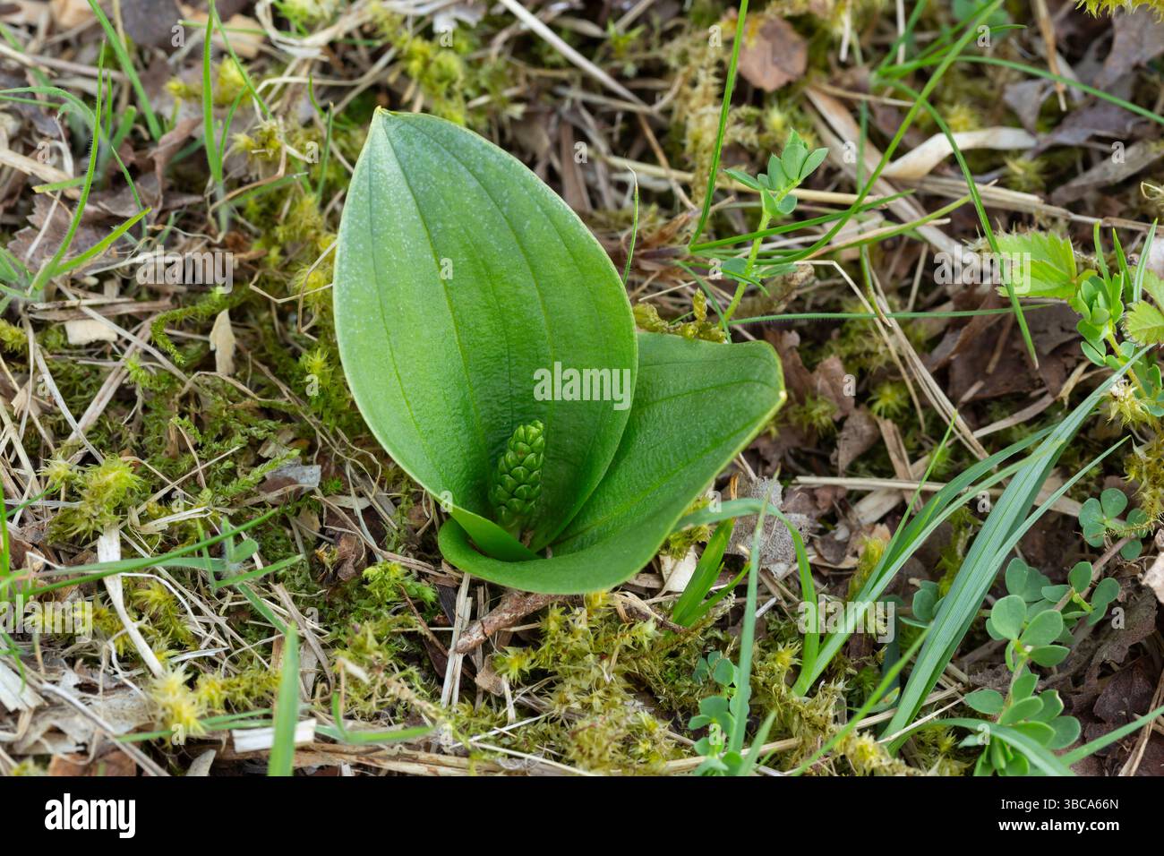 Ovata Neottia a lama doppia comune, foglie basali, Denge Wood, Kent, Inghilterra, Regno Unito, aprile Foto Stock