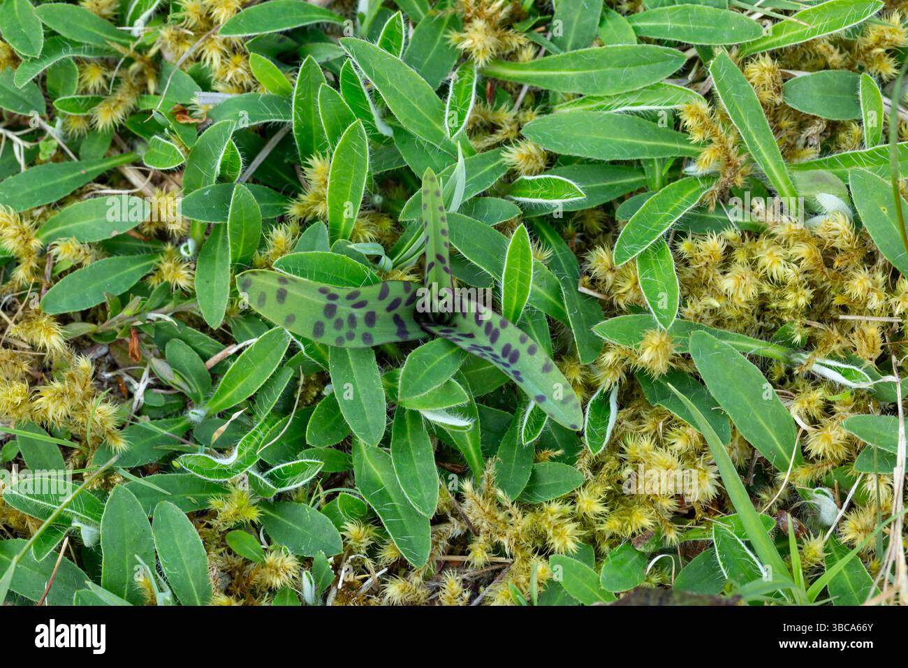 Orchidea maculata comune Dactylorhiza maculata, rosetta basale, Denge Wood, Kent, Inghilterra, Regno Unito, aprile Foto Stock