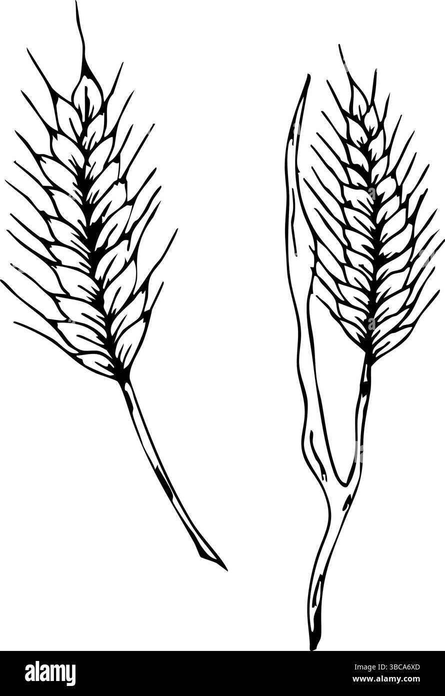 Prima comunione orecchie simboliche di illustrazione del grano per i disegni di celebrazione religiosa. Contorni neri, sfondo bianco. Grafica. Per il battesimo Illustrazione Vettoriale