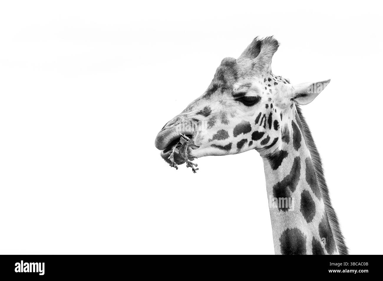 giraffa, mangiare, lookig Foto Stock
