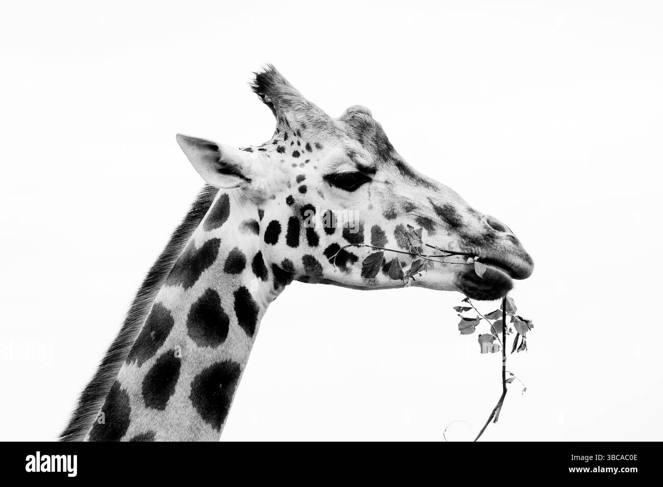 giraffa, mangiare, lookig Foto Stock