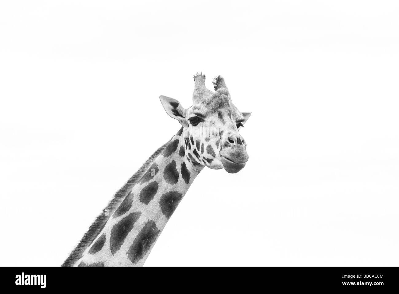giraffa, mangiare, lookig Foto Stock