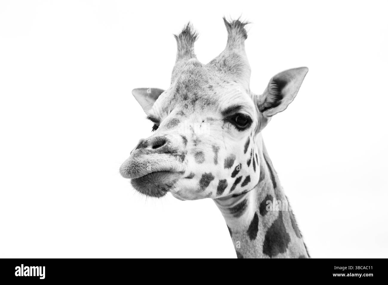 giraffa, mangiare, lookig Foto Stock