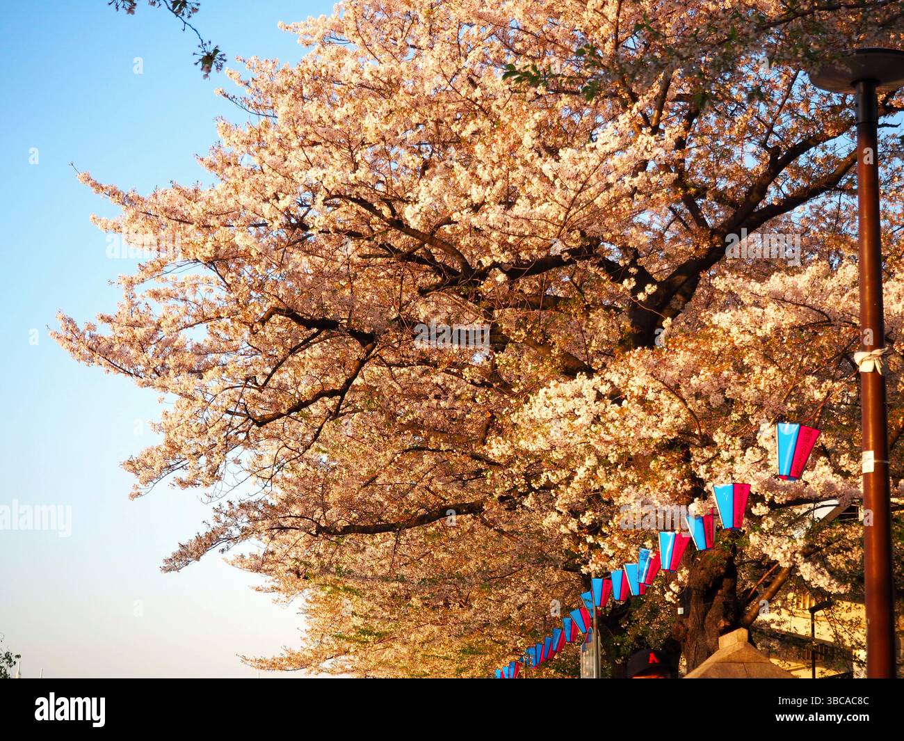 I ciliegi fioriscono in piena fioritura lungo il fiume Sumida al tramonto a Tokyo Foto Stock