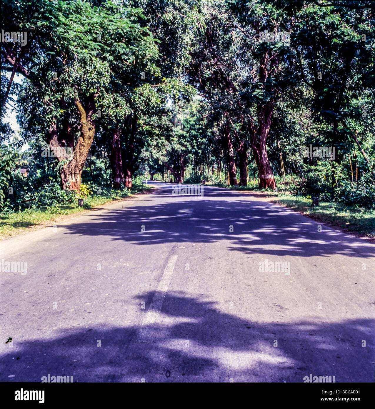 Viali sulle strade del villaggio, Gujrat, India. Foto Stock
