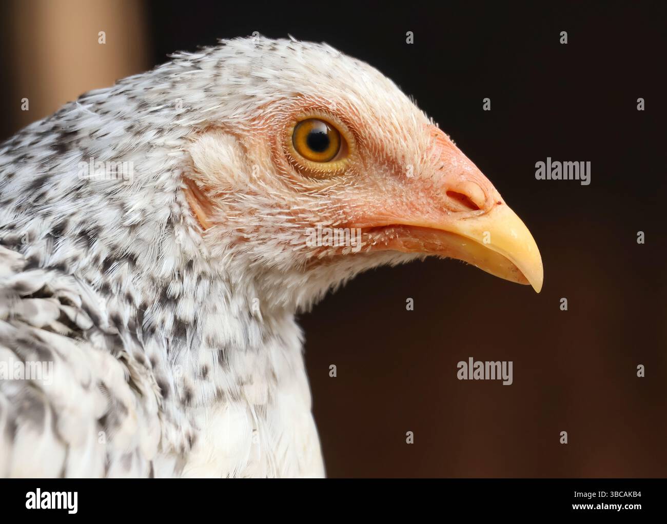 Ritratto ravvicinato di una gallina con sfondo bokeh.immagine nitida di un pollo di campagna di strade indiane che guarda la telecamera.gioco indiano allevato per la sua carne. Foto Stock