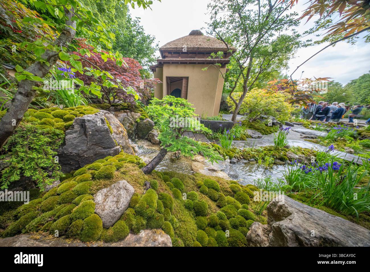 Royal Hospital Chelsea, Londra, Regno Unito. 19 maggio 2025. RHS Chelsea Flower Show Garden preparazioni finali prima della giornata di apertura pubblica il 20 maggio. Immagine: Show Garden - Cha No Niwa - Japanese Tea Garden progettato da Kazuyuki Ishihara, ispirato da Fushikaden (lo Spirito fiorente) di Zeami, drammaturgo del periodo Muromachi, e gli insegnamenti di Ikenobo, la scuola principale di Ikebana. Aggiornamento: Nominato RHS Chelsea Garden of the Year Award il 20 maggio. Crediti: Malcolm Park/Alamy Live News Foto Stock