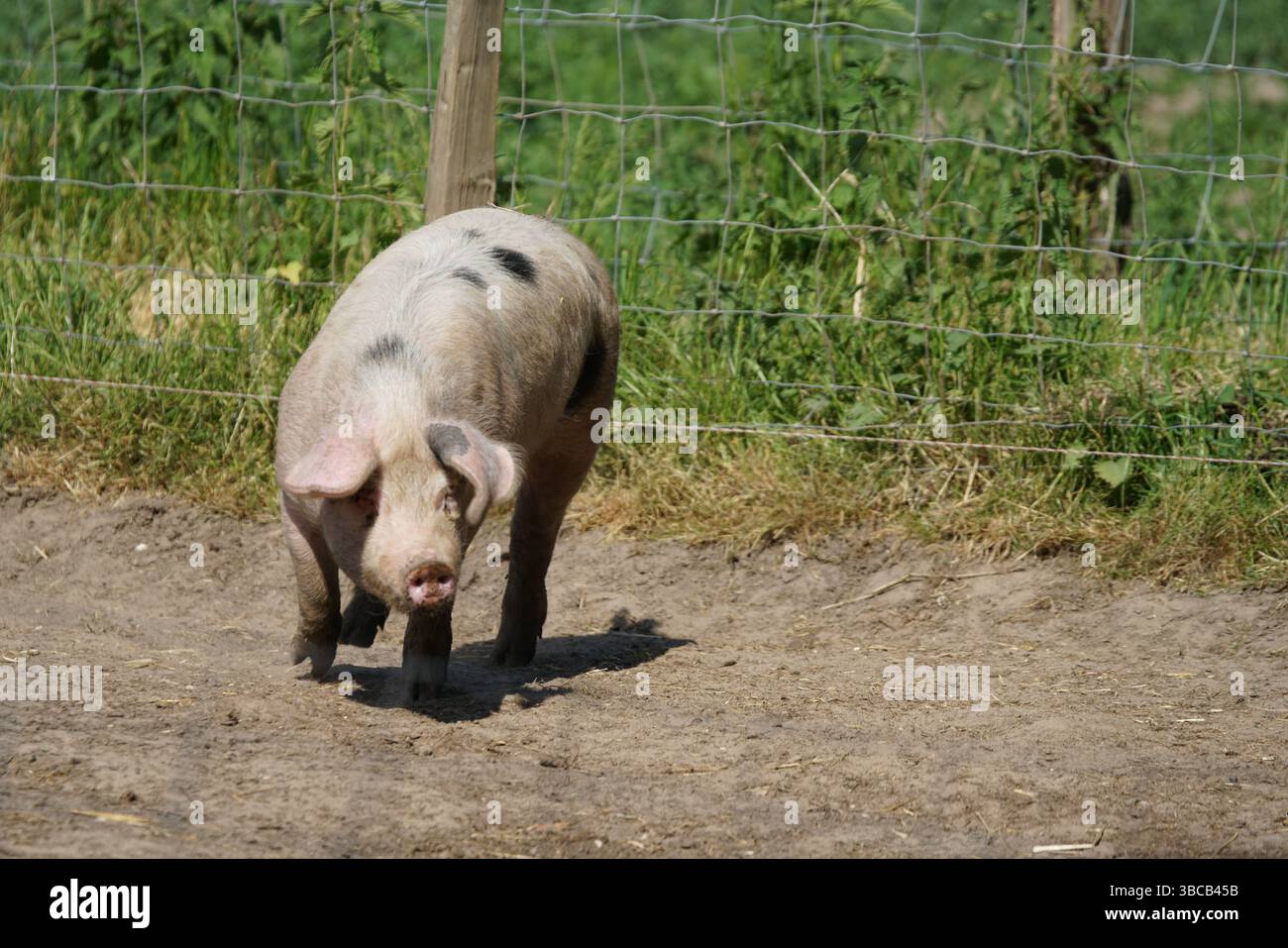 Carino Pink Piglet camminando all'aperto in un cortile in un ambiente naturale. Dorking, Regno Unito Foto Stock