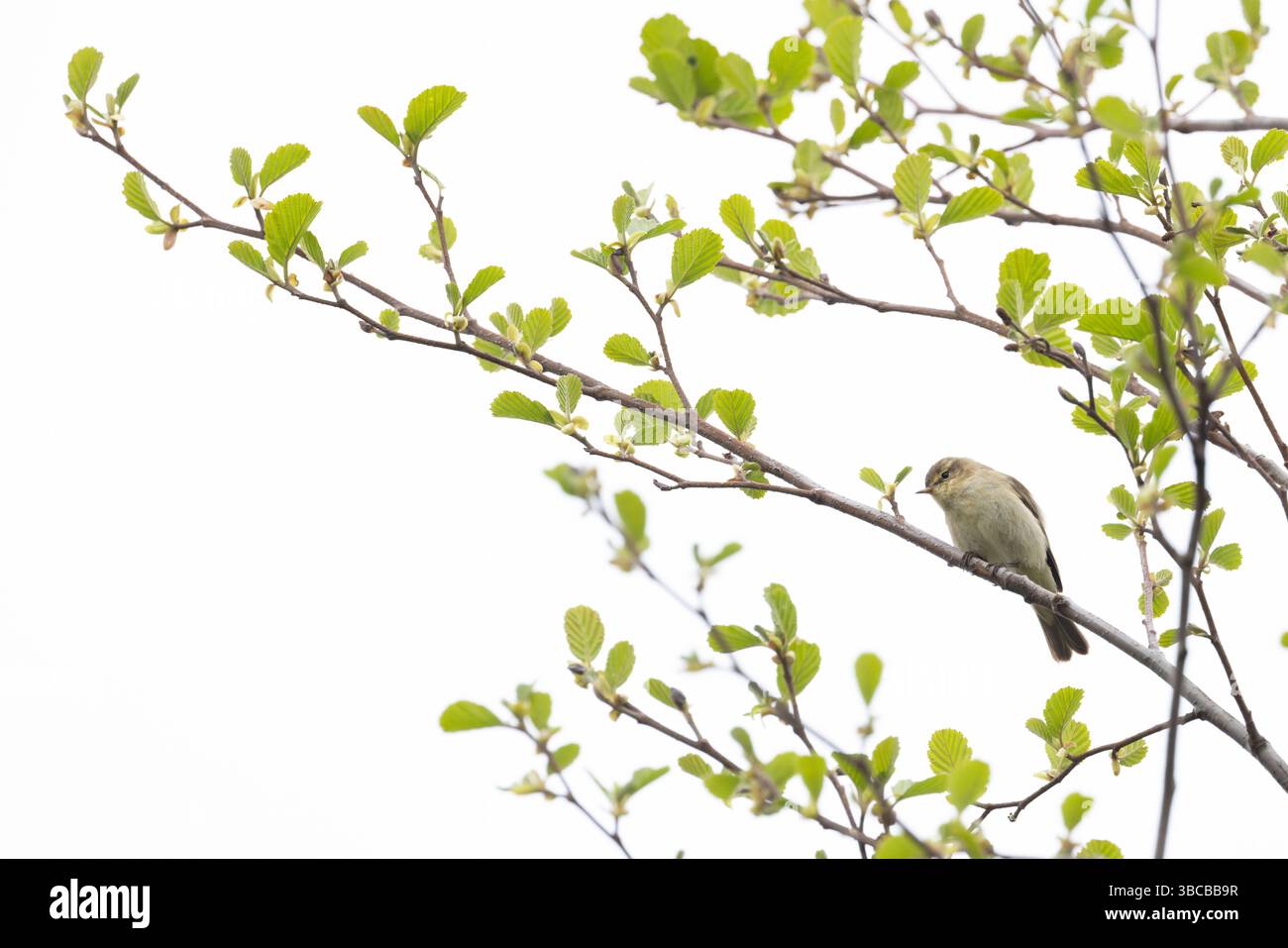 Common Chiffchaff (Phylloscopus collybita) Norfolk aprile 2025 Foto Stock