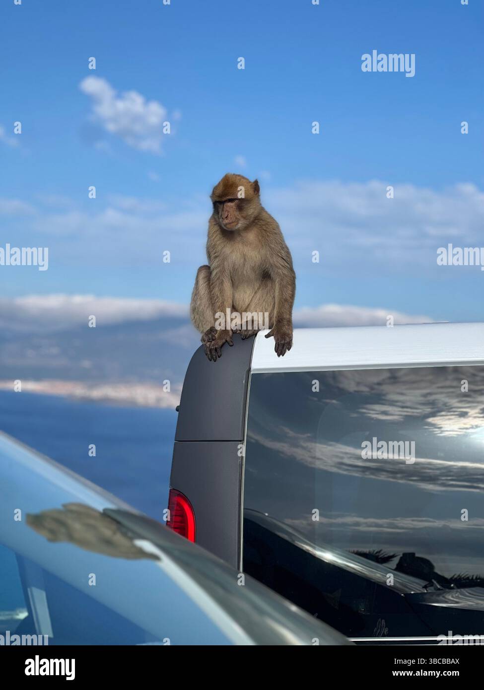 Un macaco barbario si trova in cima a un veicolo parcheggiato a Gibilterra, mescolando la fauna selvatica con la vita urbana. Foto Stock