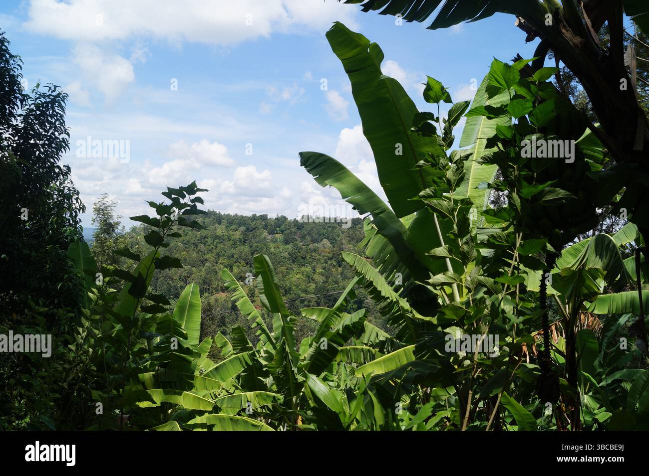 Una mandria di bovini passeggia attraverso le sabbie bianche incontaminate di una spiaggia di Zanzibar con il turchese Oceano Indiano che risplende sullo sfondo. Foto Stock