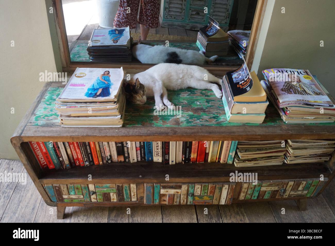 Un gatto suona tranquillamente in cima ad una libreria intemprata, piena di libri e riviste in un intimo angolo di lettura, possibilmente in una pensione di Zanzibar. Foto Stock