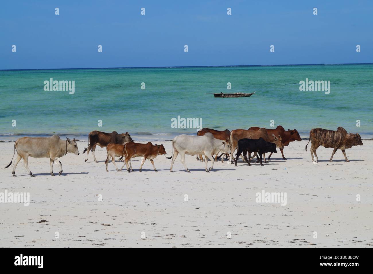 Una mandria di bovini passeggia attraverso le sabbie bianche incontaminate di una spiaggia di Zanzibar con il turchese Oceano Indiano che risplende sullo sfondo. Foto Stock